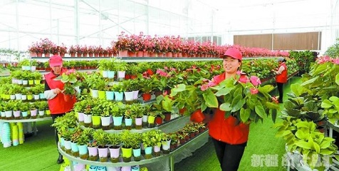 花卉種植促增收