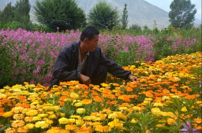 金佛寺鎮花卉種植基地_肅州黨建