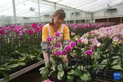 云南開遠:發展花卉產業促振興