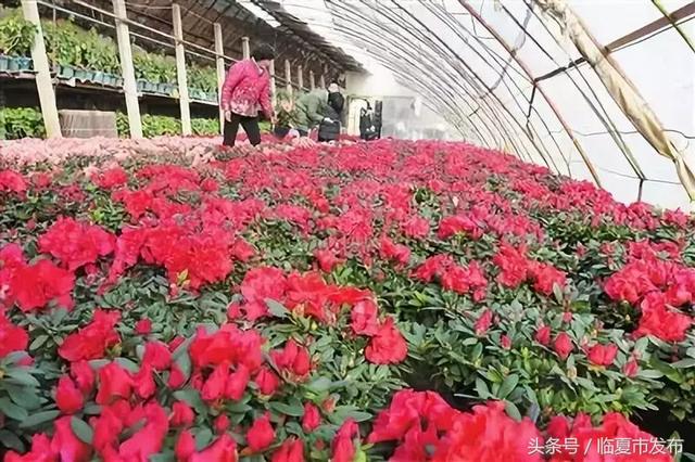 臨夏的花卉