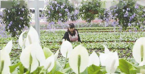 陜西六大產業帶 西安盆花寶雞球根楊凌觀賞苗木渭北干燥花卉陜南盆景陜北盆花