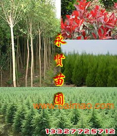 批發供應雪松 雪松價格,批發供應雪松 雪松價格生產廠家,批發供應雪松 雪松價格價格