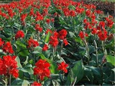 產品中心青州市玉軍水生花卉植物園