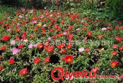 【低價出售】自繁自育太陽花【株型豐滿花色艷麗】-青州市金宇花卉苗木種植專業合作社提供【低價出售】自繁自育太陽花【株型豐滿花色艷麗】的相關介紹、產品、服務、圖片、價格青州市金宇花卉苗木種植專業合作社、一串紅;萬壽菊;彩葉草;矮牽牛;三色堇;小月季;小麗花;冬青;紅葉小檗;黃楊;金葉女貞;國慶菊;四季海棠;孔雀草;衛矛;紫葉李;櫻花;石竹;景天;地被植物