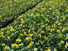 【新小苗】出售-【彩葉草】基地_種植方法教授于你【勝紅花卉】圖片|【新小苗】出售-【彩葉草】基地_種植方法教授于你【勝紅花卉】產品圖片由青州市 花卉苗木園藝場公司生產提供-