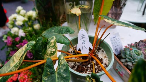 一株綠植5.8萬元,一片葉子6000元,這些植物美且 豪