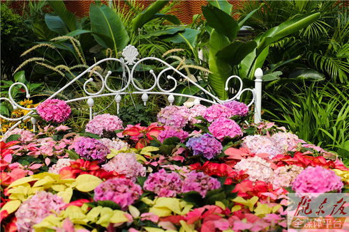 甘肅虹之彩花卉產業園開園