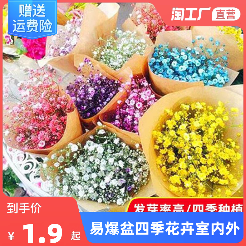 滿天星種子買什么好? - 便宜、中檔、高檔三種價位下的最佳產品