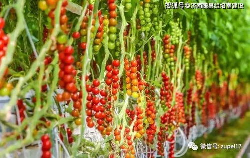 智能溫室 設施農業的高級形式