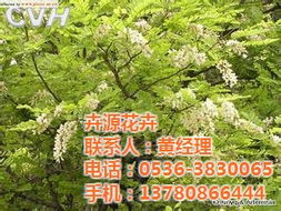 高密草花,草花種植,卉源花卉