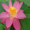 生產水生花卉產品廠家 - 水生花卉, 水生花卉制造商, 水生花卉生產商, 水生花卉供應商, 水生花卉工廠, 水生花卉出口商, 水生花卉公司, zoioo.com