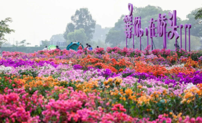 橋頭油菜花海已種下 預計春節期間迎來盛花期