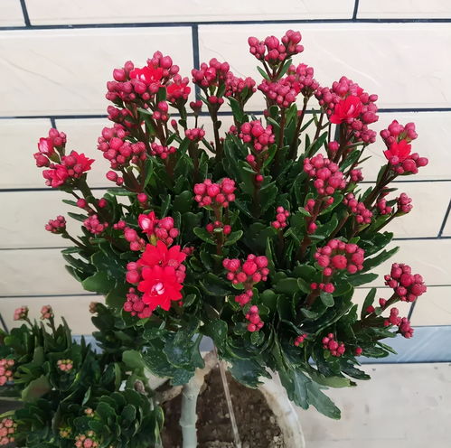 3種 懶人花卉 ,不用勤澆水施肥,也能快速生長花很漂亮