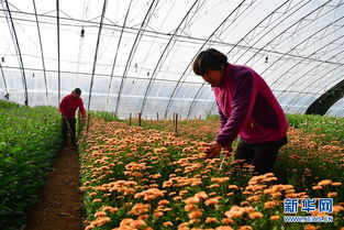 河南鶴壁 興建溫室大棚 發展花卉種植