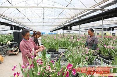 山野靈草遍地生金 -- 黔西南州中藥材產業發展紀實 - 今日頭條(TouTiao.org)