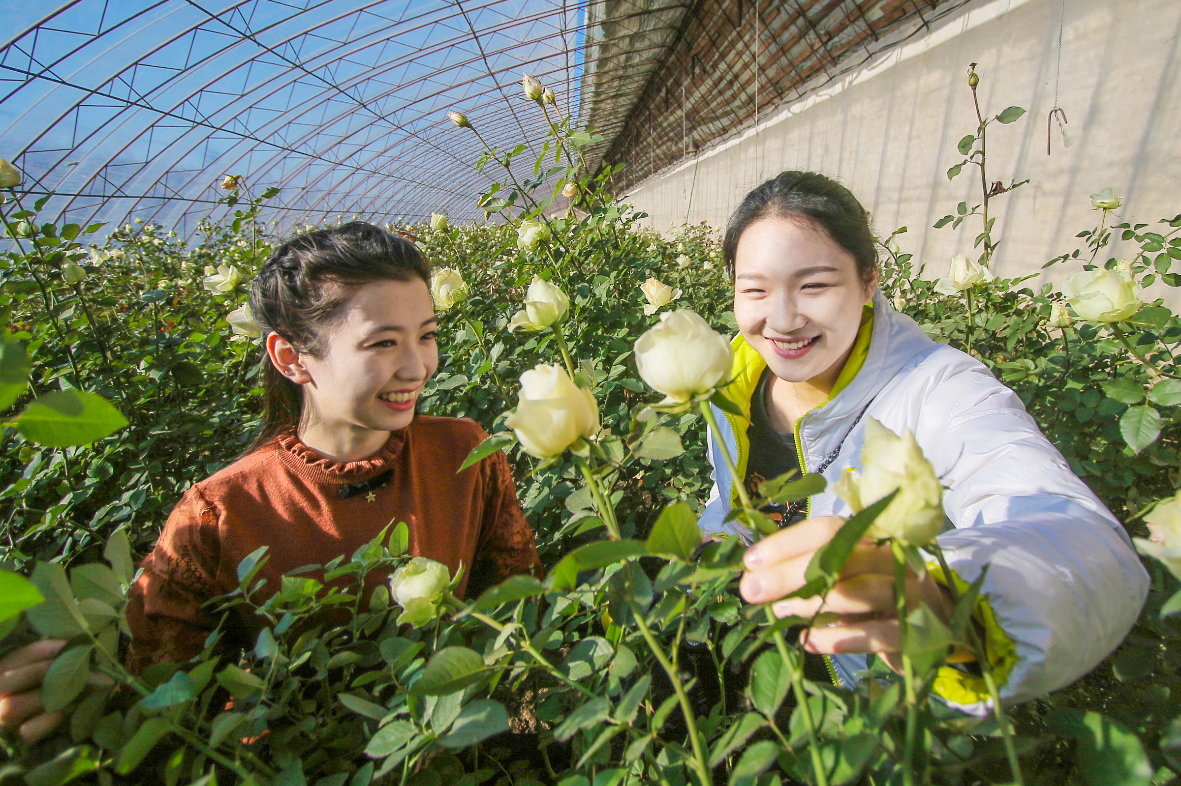 遼中區:花卉種植開辟致富路__遼中新聞網