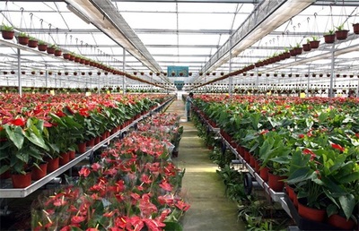 2019農村種植水果、藥材和花卉的前景分析