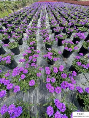 多年生草本花卉