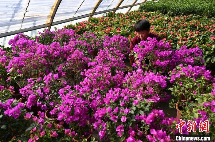 新疆南部城市庫爾勒立春節氣 花卉市場熱銷