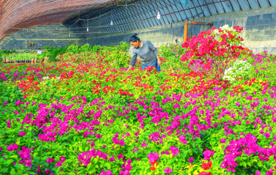 鮮花鋪就致富路