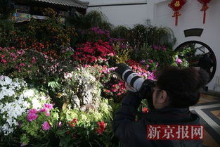 中山公園迎春花卉精品展開幕 展出70余種花卉