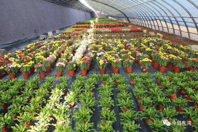 花卉越地種植成功啦 --靖遠泓源種植養殖農民專業合作社探索發展花卉產業