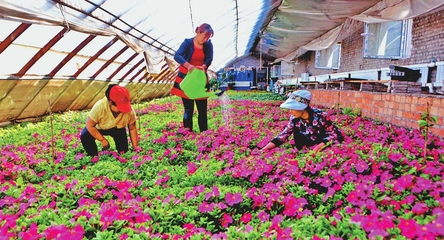 “美麗經濟”助農增收