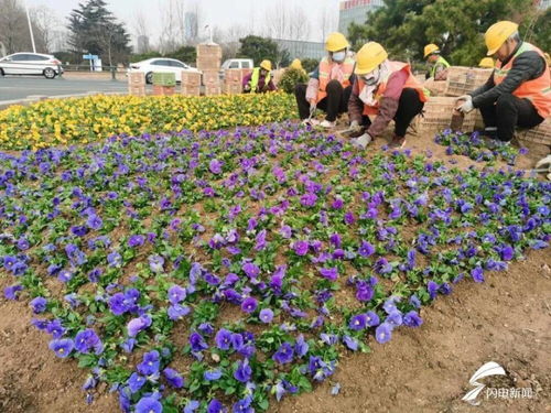 日照 栽植春季時令花卉 扮靚道路節(jié)點景觀
