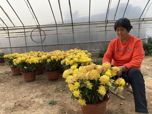 青州 金菊田里話豐年