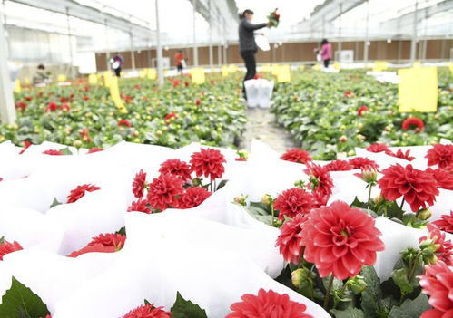 社會 河南濟源 大棚鮮花俏市場