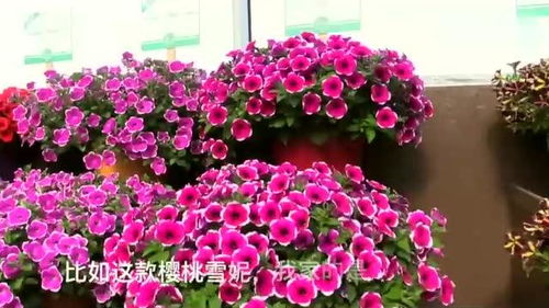 這是全球最大的花卉培育公司,只要養(yǎng)過草花的人都種過它家的植物