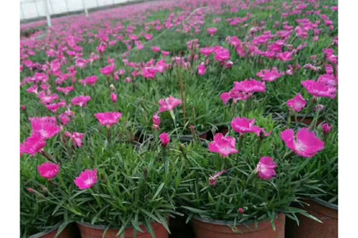 青州市雅詩花卉苗木