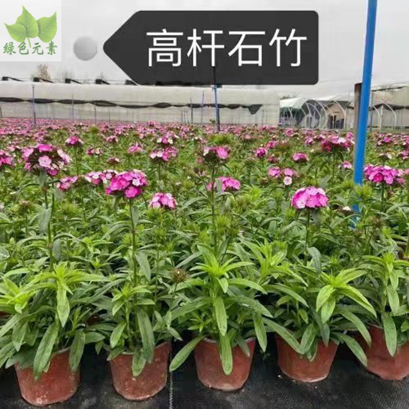 成都同城植物銷售草花高桿石竹紫色紅色草花戶外花園綠化植物好養(yǎng)