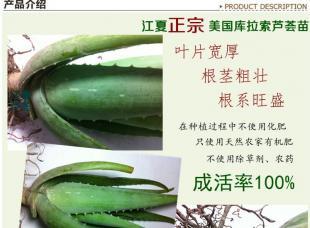 花卉盆景蘆薈盆栽批發(fā) 庫拉索蘆薈種苗_農(nóng)副產(chǎn)品_世界工廠網(wǎng)