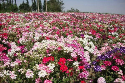 花草種子-常夏石竹種子-園林園藝花卉