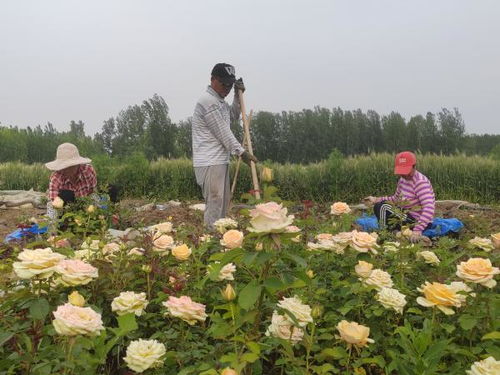 莫奈花園 帶領鄉村致富走 花 路
