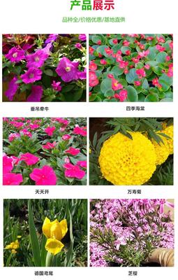 金盞菊 金盞花種植 凱琴花卉 金盞菊基地