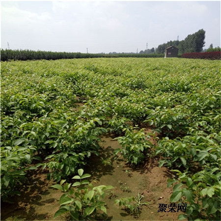 占地核桃苗 二年占地核桃苗基地 占地核桃苗基地報價