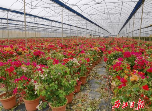 靚 帶你 探營 肇慶這兩大年花種植基地