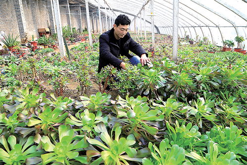 春節臨近 花卉種植基地春意濃
