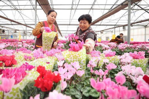 河北霸州 仙客來開出 致富花