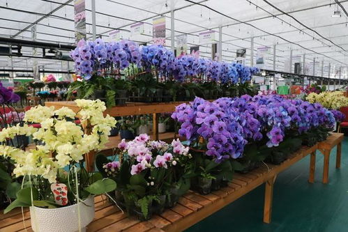 農民在宅前屋后養花就能掙錢,上海經濟薄弱村以花為媒走上致富路
