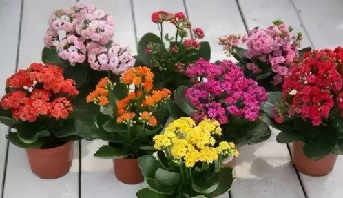 7種常見花卉養殖訣竅,不再當綠植殺手