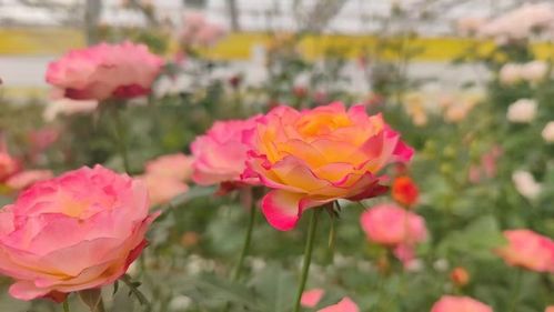 年宵花 花式 上新 哪種花是 春節氣氛組 新寵