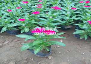 來實信花卉苗木,買熱銷長春花 好管理的長春花專業種植 長春花工程 長春花質優價廉 長春花批發