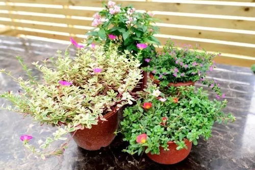 奉賢綠植花卉種植基地,50000株1元3元5元瘋狂開搶 買到手軟