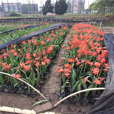 朱頂紅種植基地一角
