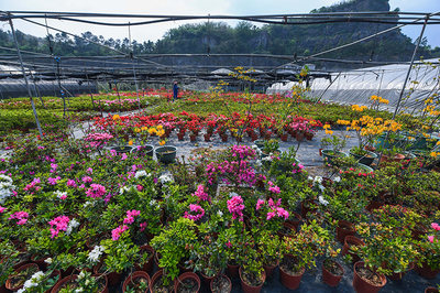 廢棄礦山“變身”特色花卉種植園