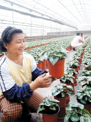 天津北辰區花卉種植基地加強管理保證國慶