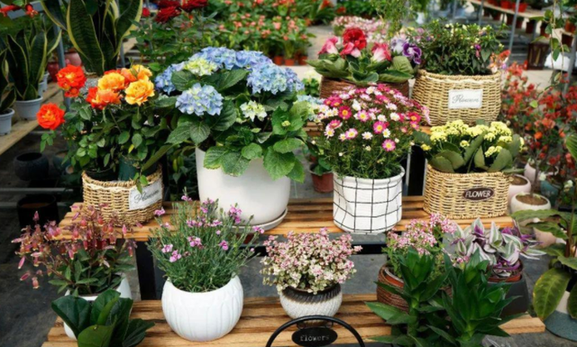 庭院花卉種植品種